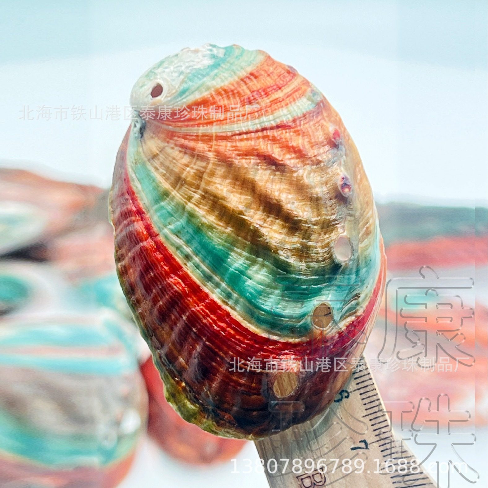 Sell color mini small abalone shell aquarium landscape optimization conch shell craft pearl ornaments