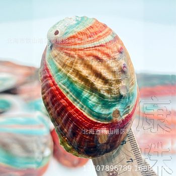 Sell color mini small abalone shell aquarium landscape optimization conch shell craft pearl ornaments