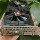 AMDRX5808G настольный компьютер ест курицу игра дискретная видеокарта CFLOLDNFGAT5 играть в настольную игру mini 1