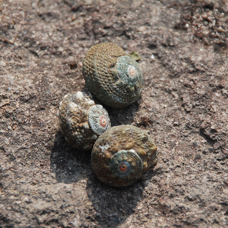 Seven-star snail small hermit crab replacement shell snake pattern color snail natural conch shell fish tank landscape does not fade does not stain