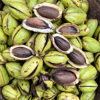 [Ms. Lin] Fresh Pecans from Yunnan Plateau (with Green Skin Removed) 0.5kg / 1.0kg / 1.5kg Packs