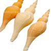 Conch Shell Long Fragrant Snail Loud Snail Shell Decoration Collection Gift Method Utensils Horn Snail Ornaments Starfish Coral