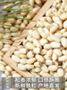 Wild Pine Nut Nut New Cooked Instant Raw Pine Nut Granules Fresh Shelled Pine Nut Meat Northeast horsetail Vacuum