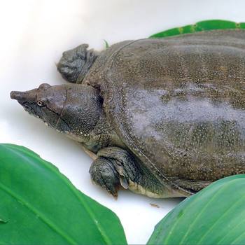 Soft-Shell Turtle Ecological Fresh Farm-Raised Ecological Rice Field King Eight Chinese Soft-Shell Turtle Old Soft-Shell Turtle Group Fish Water Fish Mixed Batch
