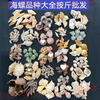 Micro-Landscape Wholesale Conch Shells, Mediterranean Accessories, Various Materials, Drift Bottles, Decorative Fish Tank Landscaping by the Pound