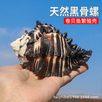 Black Bone Snail Fish Tank Landscape Decoration Creative Gift Natural Conch Shell Black Zebra Bone Snail Replacement Shell Wholesale