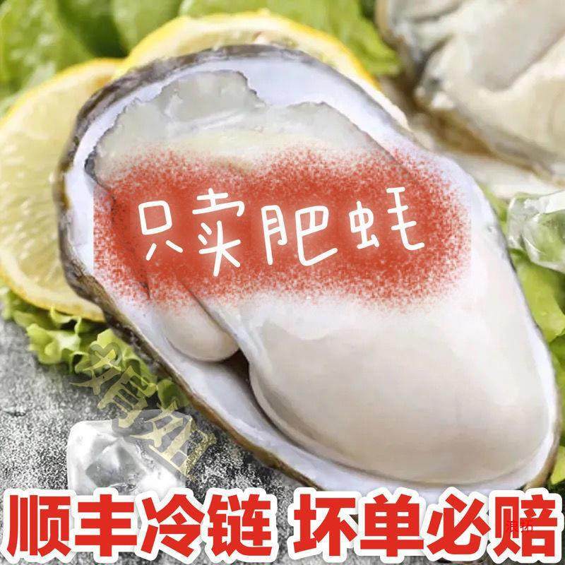 Oysters, Fresh Oysters in Shells from Fujian, Purified Sea Oysters, Freshly Caught and Shipped, Shellfish, Seafood Products, Cross-Border Shipping
