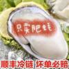 Oysters, Fresh Oysters in Shells from Fujian, Purified Sea Oysters, Freshly Caught and Shipped, Shellfish, Seafood Products, Cross-Border Shipping