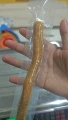 Transparent bag miswak tooth thick transparent bag