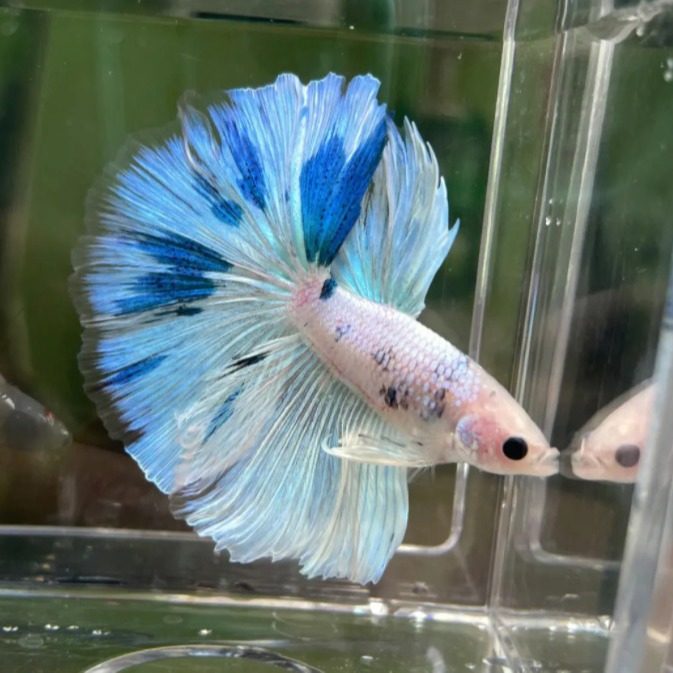 Thai Fighting Fish Live Fish Fighting Fish Wholesale Ornamental Fish Half-Moon Big-Eared General Lion Horse Candy Half-Moon Fighting Fish Stall