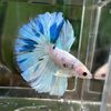Thai Fighting Fish Live Fish Fighting Fish Wholesale Ornamental Fish Half-Moon Big-Eared General Lion Horse Candy Half-Moon Fighting Fish Stall