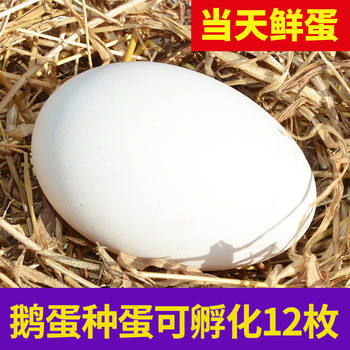 Big three-flower goose eggs fertilized eggs can hatch wulong goose fresh four-season goose three-flower goose