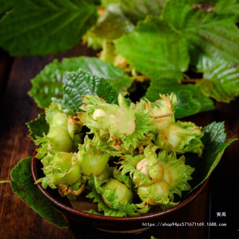 Fresh Northeastern Hazelnuts, Freshly Picked with Skin, Raw Kernels, Large Hazelnuts, 2025 Green Skin Fresh Nuts, Free Pliers