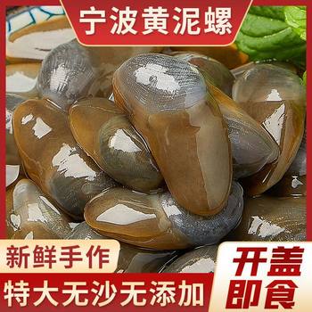 8A Extra Large Yellow Mud Snail, Drunk Mud Snail, Wild Yellow Mud Snail, Town Store Yellow Mud Snail, 5A Yellow Mud Snail