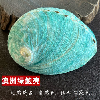Australian Natural Green Abalone Shell Wholesale Handmade Jewelry Sage Burning Disc Conch Shell Fish Tank Aquarium Ornaments