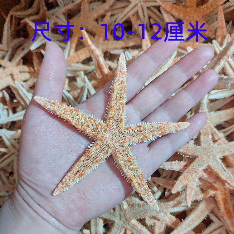 520 flowers starfish gift Amber decoration natural conch shell eternal flower decoration 3.5-8cm