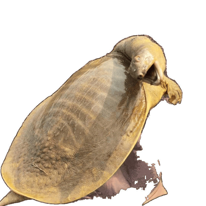 Wild-Caught Live Chinese Soft-Shell Turtles for Consumption as Seafood, Fresh Aquatic Turtles, and Old Turtles with Yellow and Green Shells