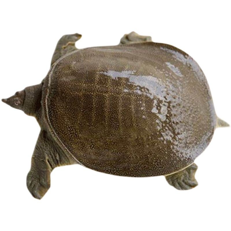 Fresh Live Green-Yellow Male Turtle for Consumption, Chinese Pond Turtle, Reservoir
