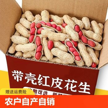 New Northeast Red-Skinned Raw Peanuts with Shells, Fresh Sun-Dried Red-Skinned Original Peanuts, Roasted Peanuts, Four Red-Skinned Peanuts