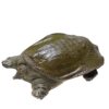 Fresh Live Fish and Live Northeastern Soft-Shelled Turtles/Yellow Turtles from Outdoor Ponds with Free Shipping Via Sf Express, Sustainably Raised