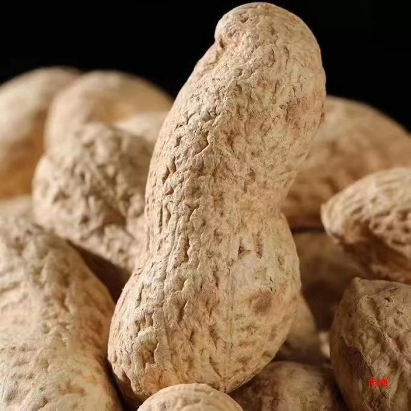 [Net Re-Processed Peanuts]Original Flavor Roasted Peanuts in Iron Pan, Shelled Raw Peanuts, Skin-On Peanuts, Freshly Roasted Peanuts