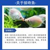 Kissing Fish, Kissing Fish, Pet Fish, Tropical Fish, Ornamental Fish, Cute Fish Tank, Aquarium Ornamental Fish, Others