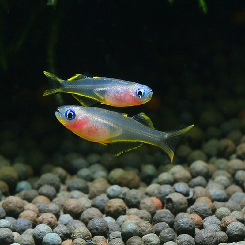 Neon swallow fish live groom official fish small lamp fish group swimming lamp fish tropical ornamental fish fishing ground direct batch