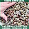 Fresh Live Large Snails from Clear Water, Live Snails with Cut Tails, Freshwater Stone Snails That Expel Sand, No Mud, Wholesale Snail Meat for Commercial Use
