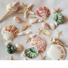 Natural Shells, Conch, Starfish, Sea Urchin Shells, Kindergarten Handmade Shell Photo Frames, Fish Tank Landscaping, Large Conch Shells