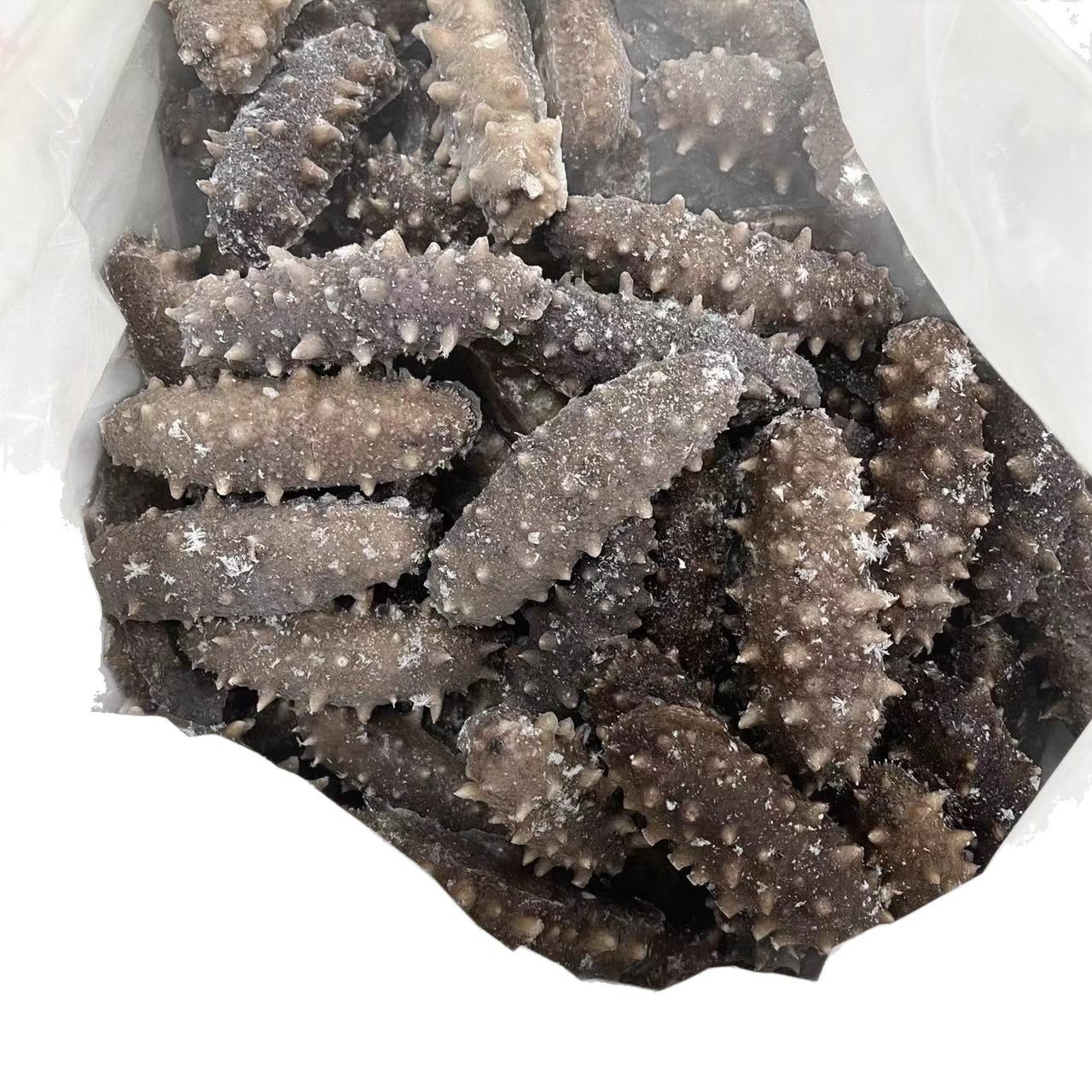 Guofude Fresh Sea Cucumber Ready-To-Eat Source Factory Wholesale Large Stock 500g Sea Cucumber