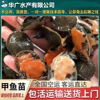 Chinese Turtle Seedlings, Turtle Water Fry, Group Fry, Small Turtle, Arowana Fish Pond, Freshwater Live Breeding