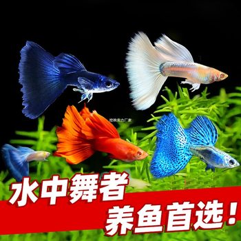 Live Guppies, Purebred Large-Tailed Pregnant Mother Fish, Ornamental Fish, Tropical Fish, Easy to Breed