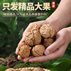 Thin-skinned Walnut Wholesale Price Yunnan Thin-skinned Raw Walnut with Shell Original Bulk Wholesale Nut Snacks New Walnut