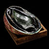 New Zealand Extra-Large Black Gold Abalone Frozen Abalone Fresh Raw Frozen Aquatic Japanese Sashimi One Abalone Australian Abalone