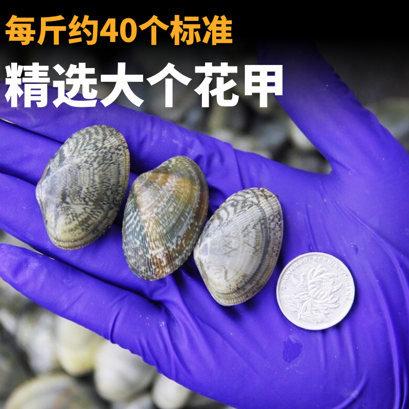 Fresh Extra-Large Clam Meat Jerky, Frozen Sand-Free Clam Meat, Fresh Ready-To-Eat Clam Meat, Clam Meat Without Ice Coating, Commercial