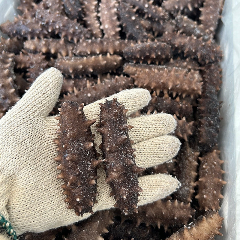 Factory Wholesale Shandong Sea Cucumber Fresh Sea Cucumber Sea Cucumber Ready-To-Eat Sea Cucumber Hotel Ingredients Commercial