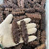 Factory Wholesale Shandong Sea Cucumber Fresh Sea Cucumber Sea Cucumber Ready-To-Eat Sea Cucumber Hotel Ingredients Commercial
