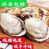 Oysters, Fresh Oysters in Shells from Fujian, Purified Sea Oysters, Freshly Caught and Shipped, Shellfish, Seafood Products, Cross-Border Shipping