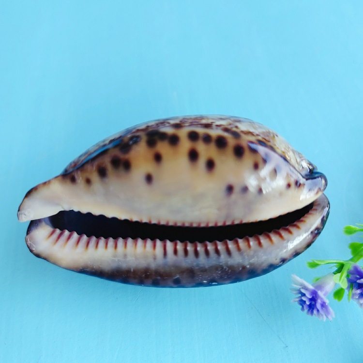 Natural Shell Arabian Snail Crafts Aquarium Landscape Collection Specimen Conch Ornaments