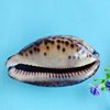 Natural Shell Arabian Snail Crafts Aquarium Landscape Collection Specimen Conch Ornaments