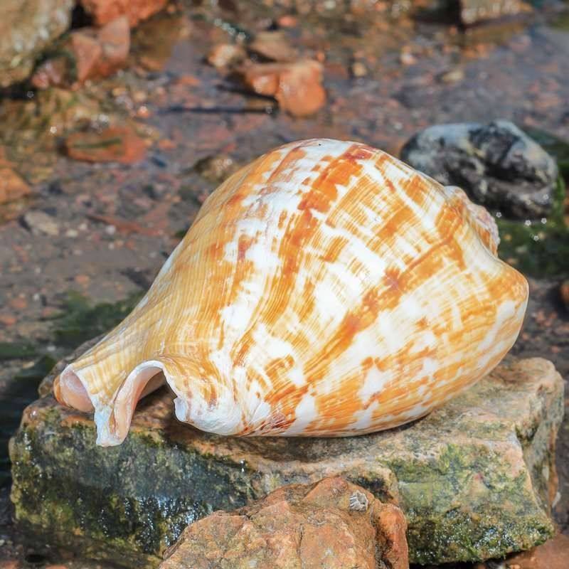 Extra-Large Natural Conch Shell Specimen with Large Ears, Succulent Flower Pot, Fish Tank Landscaping Ornament
