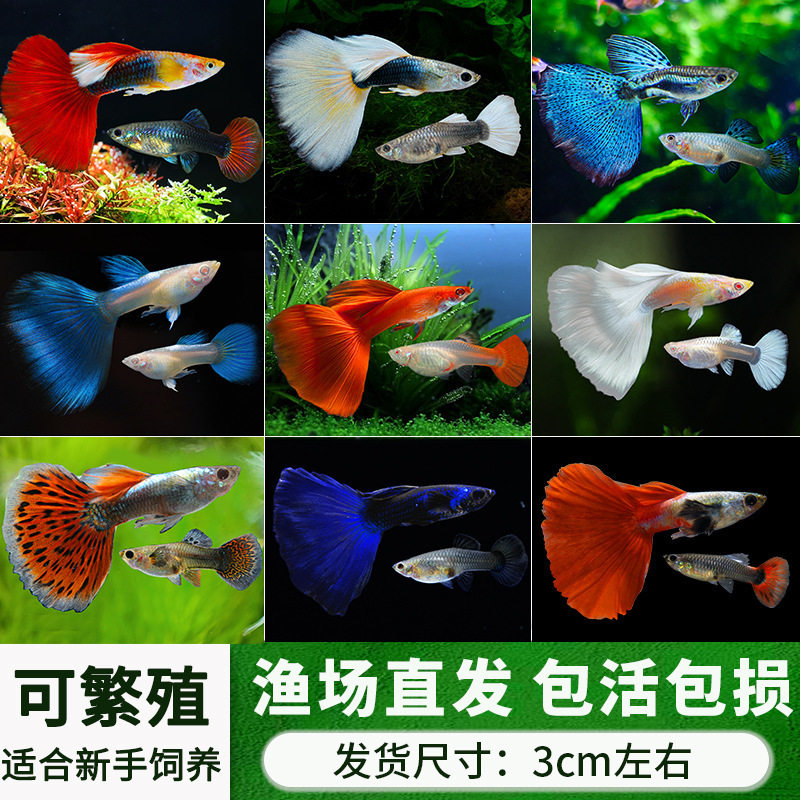 Guppy Fish Boutique Small Fish Tank Ornamental Fish Easy to Raise and Durable Tropical Fish Live Fish Sky Blue Small Fry