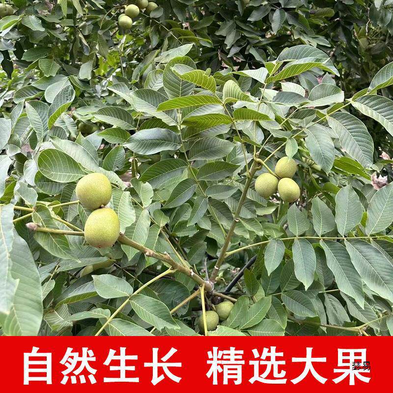2025 Fresh Wet Walnuts, Peeled Green Walnuts, Tender Raw Walnuts, Sichuan Non-Thin-Skinned Black Walnuts, Suitable for Pregnant Women