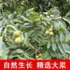 2025 Fresh Wet Walnuts, Peeled Green Walnuts, Tender Raw Walnuts, Sichuan Non-Thin-Skinned Black Walnuts, Suitable for Pregnant Women