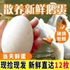 [Damage Guaranteed] Authentic Farm-Raised Free-Range Goose Eggs for Pregnant Women and Babies, Freshly Picked and Shipped