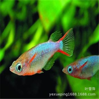 Colorful paddy fish live lamp fish small fish freshwater water tank killifish fish farm direct tropical ornamental fish