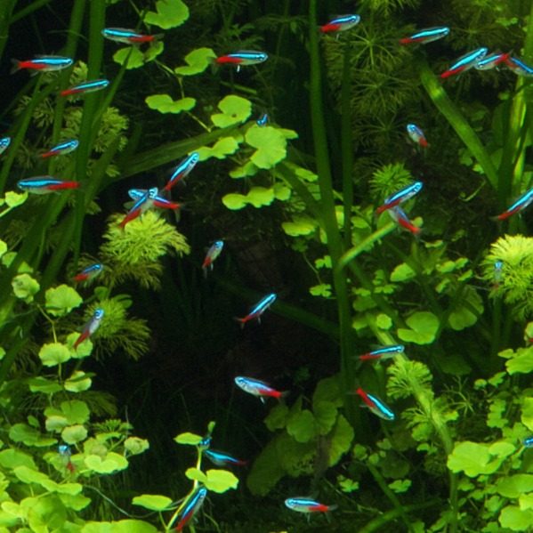 Tropical ornamental fish wholesale traffic light fish fluorescent lamp fish lotus lamp fish swimming fish