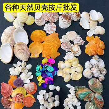 Shell natural conch shell by catty wholesale supply origin fish tank landscaping crafts supplies 1-9cm