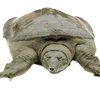 Live Turtle Wholesale, Fresh and Ready-To-Kill Water Fish Dumplings, Fish Price, Edible Size, Spicy Vacuum Brine, Cross-Border Delivery