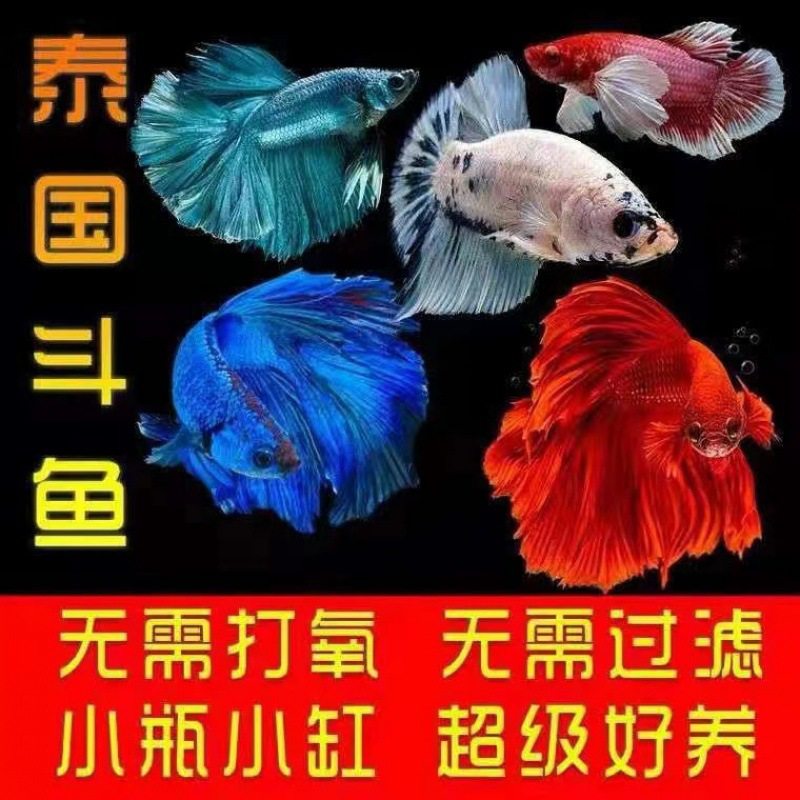 Thailand fighting fish wholesale tropical ornamental fish Lion King wedding fish half moon male fish horsetail living night market stall Net Red